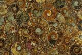 Composite Plate Of Agatized Ammonite Fossils #130563-1